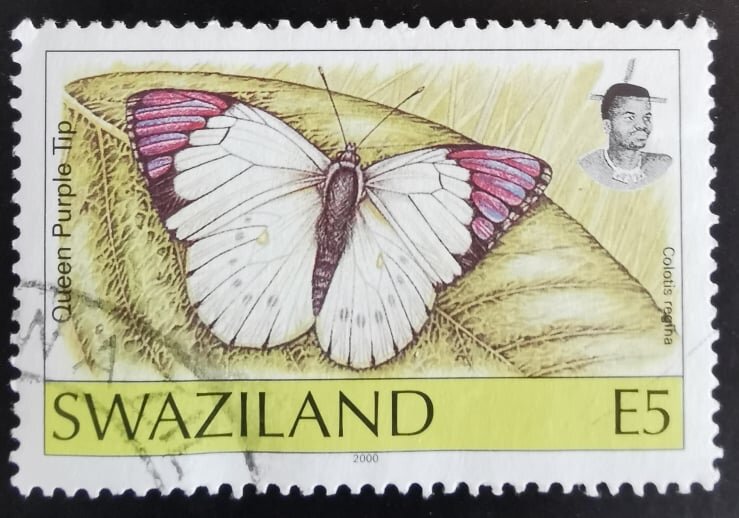 Queen Purple Tip (Colotis regina)
