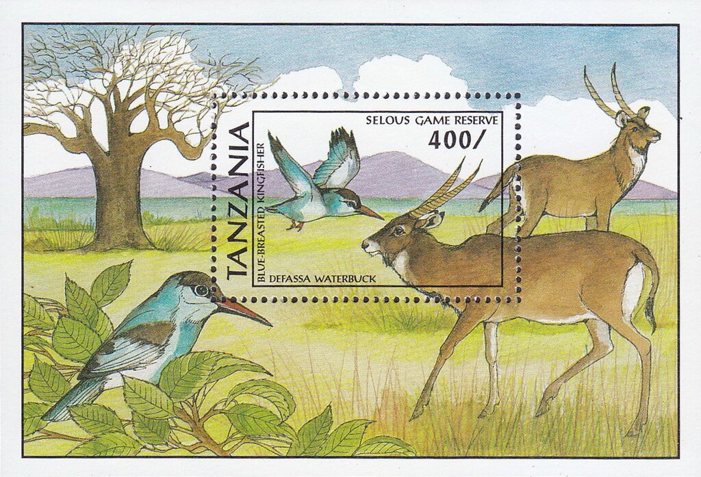 Blue-breasted Kingfisher, Waterbuck
