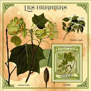 Souvenir Sheet, Acer pseudoplatanus, Togo,  , Herbs and Spices, Plants (Flora)
