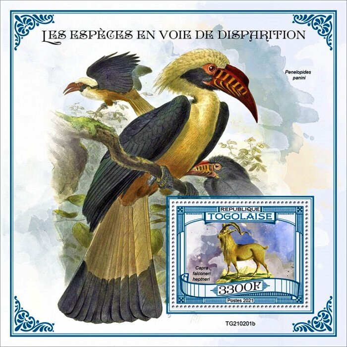 Capra falconeri heptneri