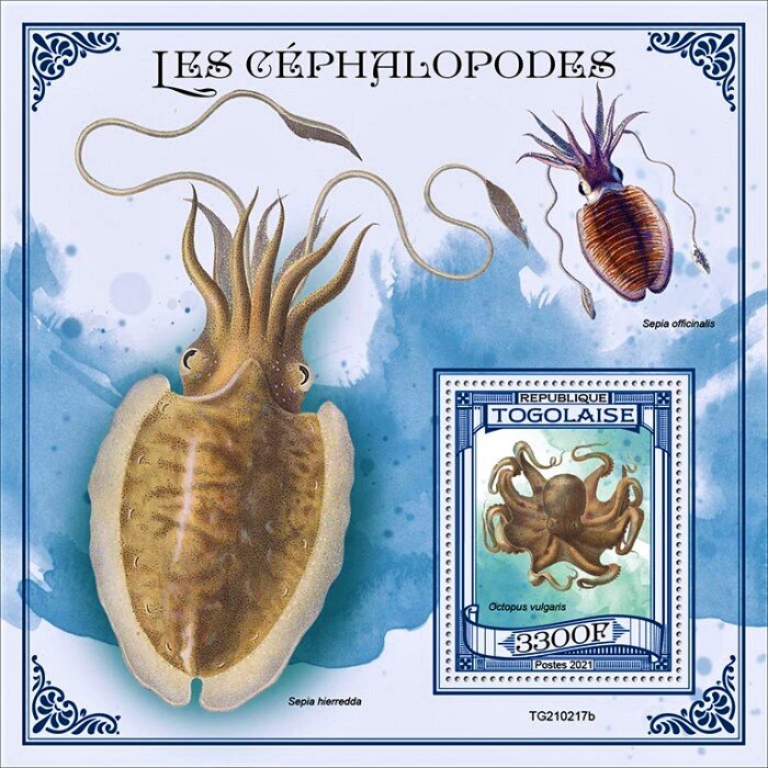 Octopus vulgaris