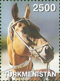Akhal-Teke Horse (Equus ferus caballus)
