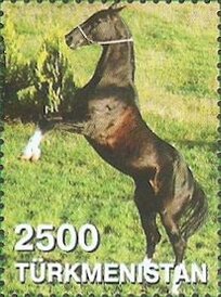 Akhal-Teke Horse (Equus ferus caballus)