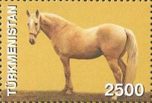 Akhal-Teke Horse (Equus ferus caballus)