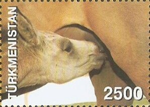 Akhal-Teke Horse (Equus ferus caballus)