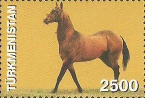 Akhal-Teke Horse (Equus ferus caballus)