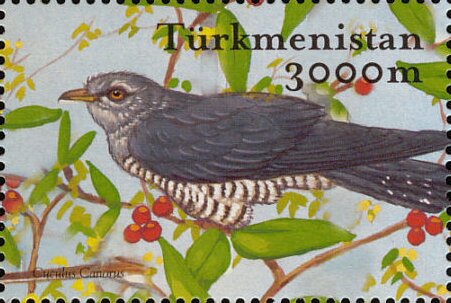 Common Cuckoo (Cuculus canorus)