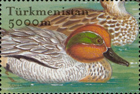 Common Teal (Anas crecca)
