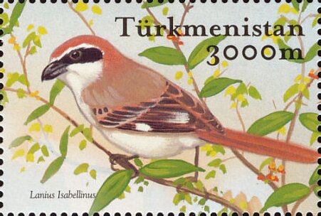 Isabelline Shrike (Lanius isabellinus)
