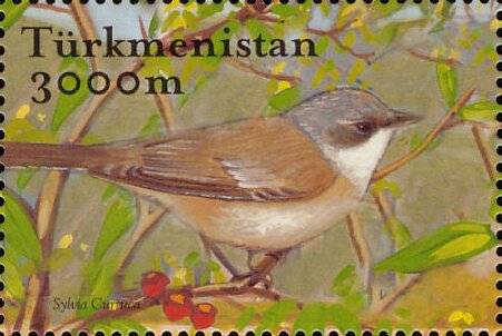 Lesser Whitethroat (Sylvia curruca)