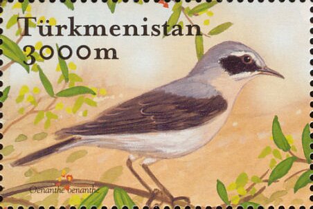 Northern Wheatear (Oenanthe oenanthe)