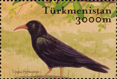 Red-billed Chough (Pyrrhocorax pyrrhocorax)
