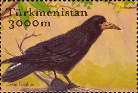 Rook (Corvus frugilegus)