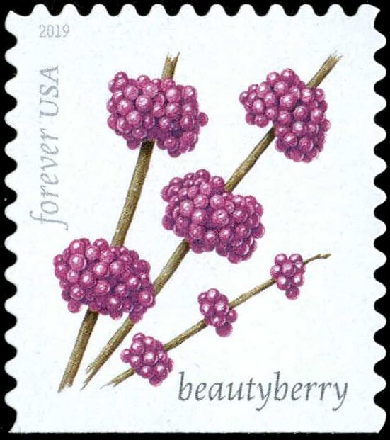 Beautyberry (Callicarpa americana)