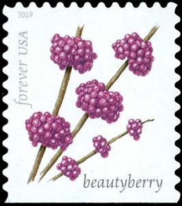 Stamp, Beautyberry (Callicarpa americana), United States of America,  , Fruits, Plants (Flora)