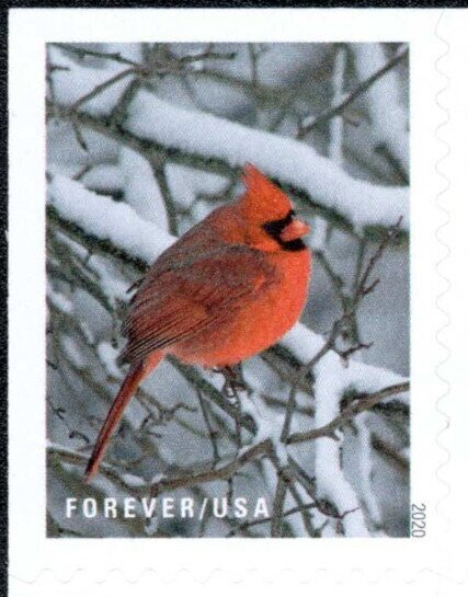 Cardinal (Cardinalis cardinalis)