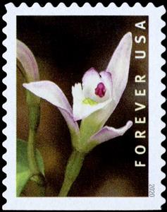 Stamp, Three Birds Orchid (Triphora trianthophoros), United States of America,  , Orchids, Plants (Flora)