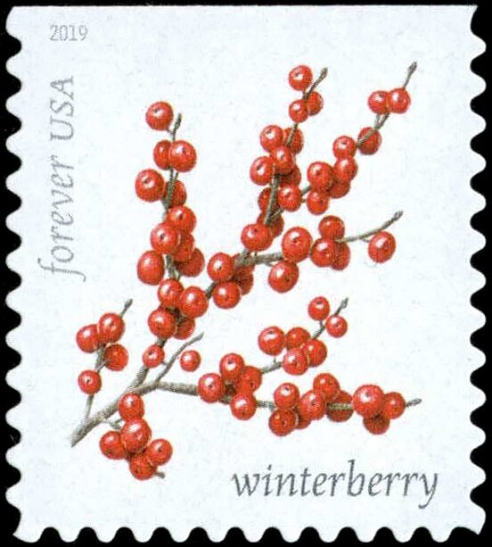 Winterberry (Ilex verticillata)
