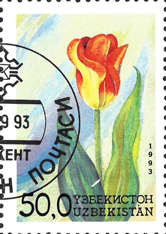 Tulip