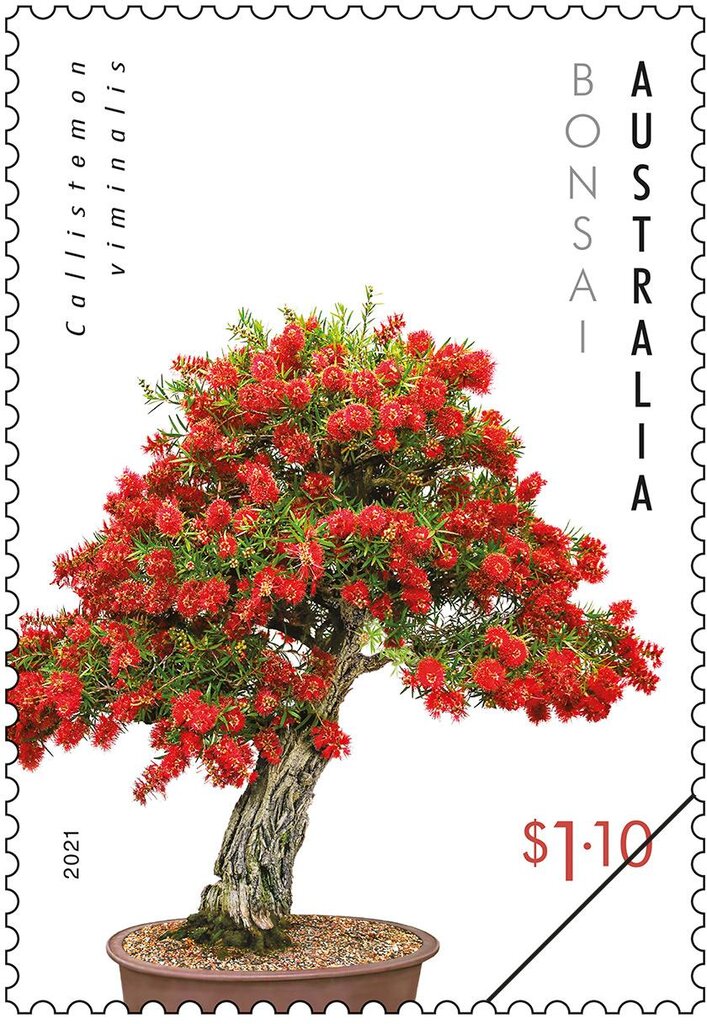 Callistemon viminalis