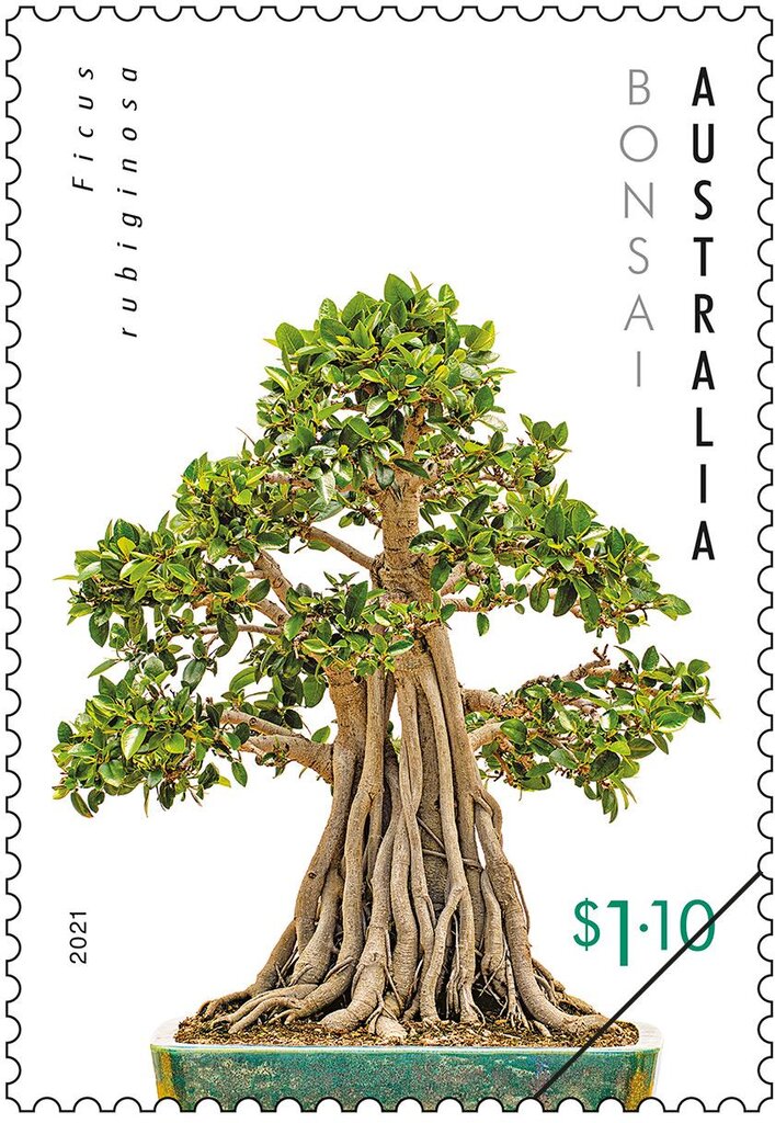 Ficus rubiginosa