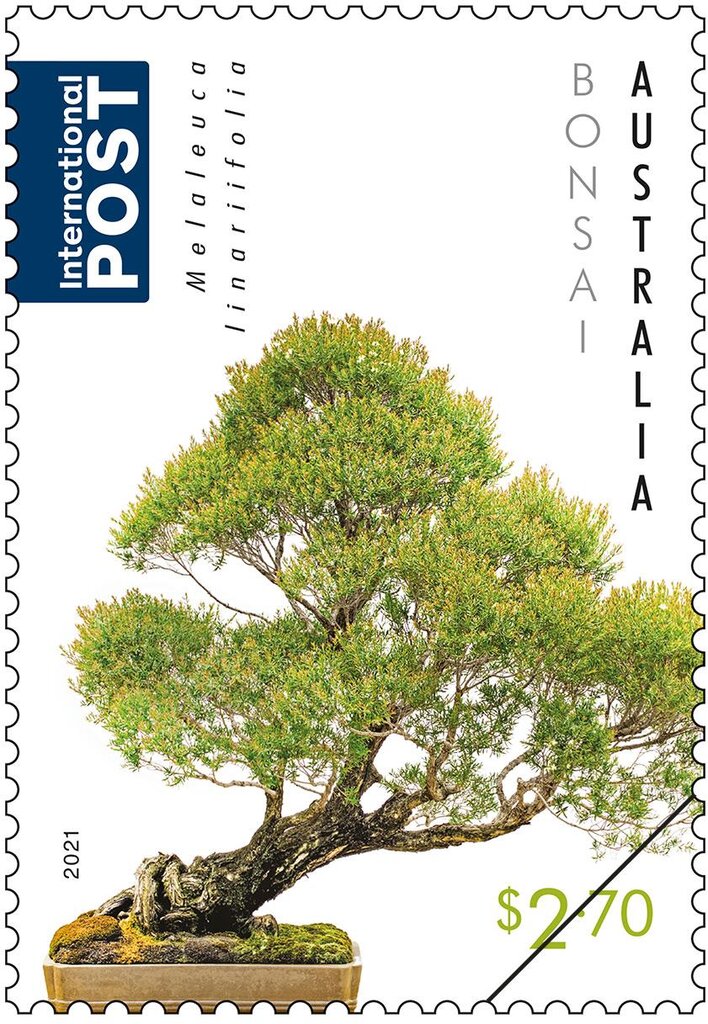 Melaleuca linariifolia