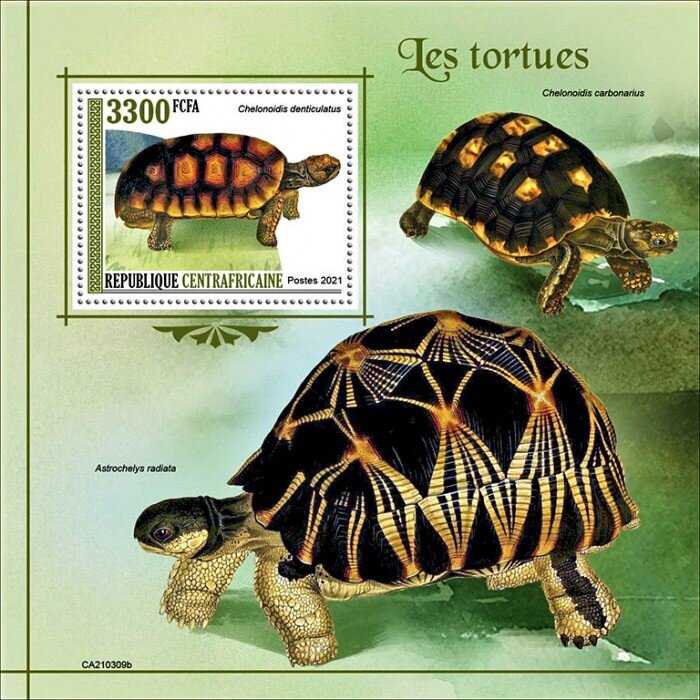 Chelonoidis denticulata