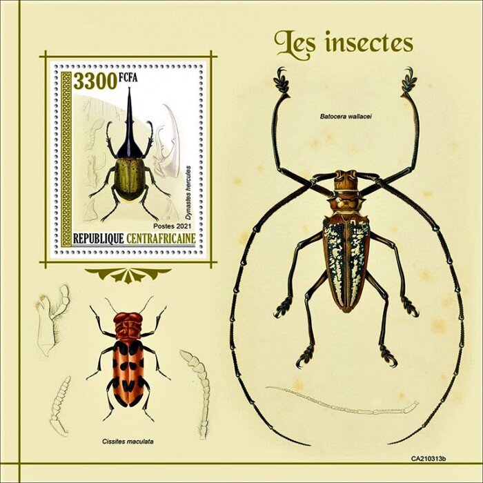 Dynastes hercules