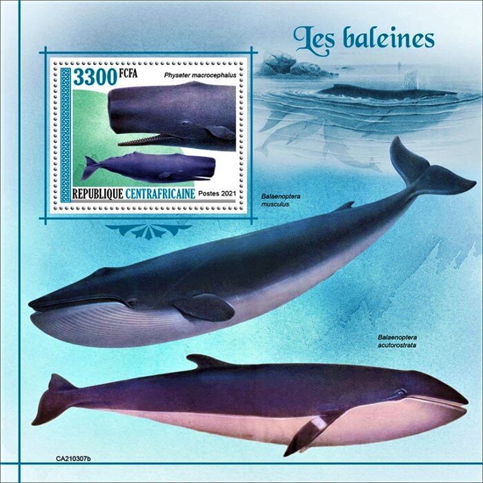 Physeter macrocephalus