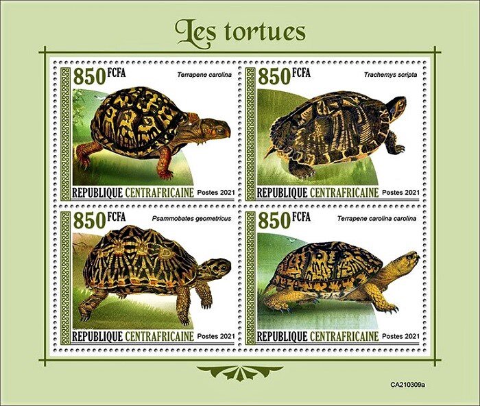 Turtles