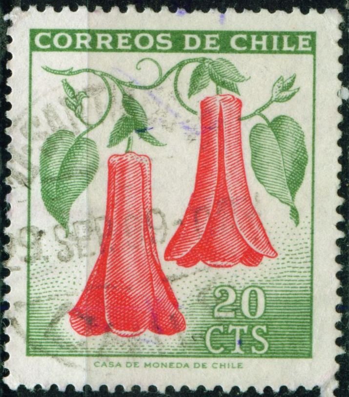 Copihue (Lapageria rosea)