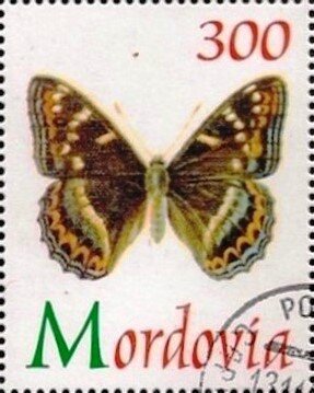 Butterfliy