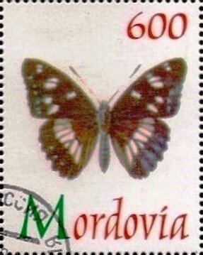 Butterfliy