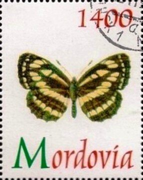 Butterfliy