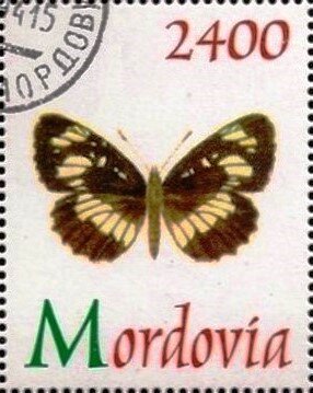 Butterfliy