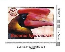 Buceros Hydrocorax