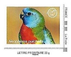 Neophema puicbella