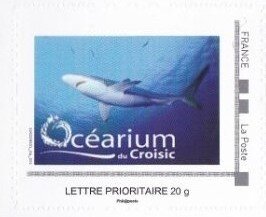 Ocearium Croisic Shark