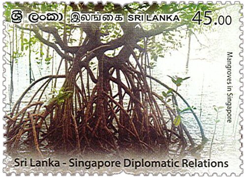 Mangrove Forest, Singapore