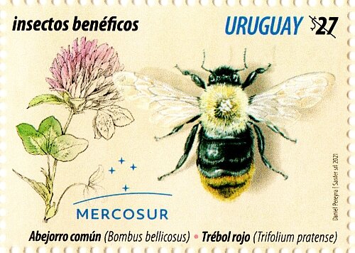 Mercosur : Beneficial Insects - Bombus bellicosus
