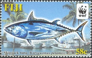 Skipjack (Katsuwonus pelamis)