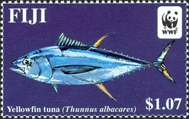 Yellowfin Tuna  (Thunnus albacares)