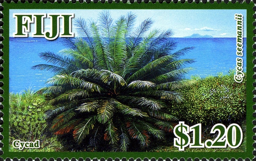 Cycas seemannii