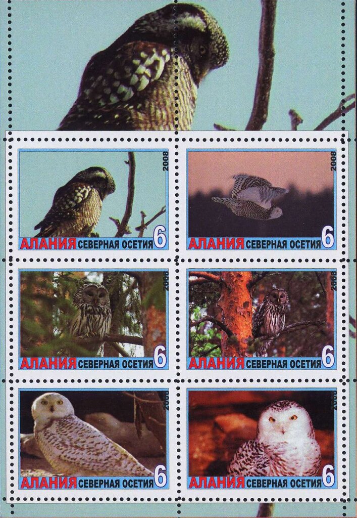 Owls