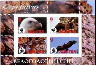 Wwf