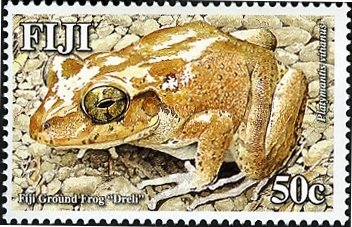 Fiji Ground Frog (Platymantis vitianis)