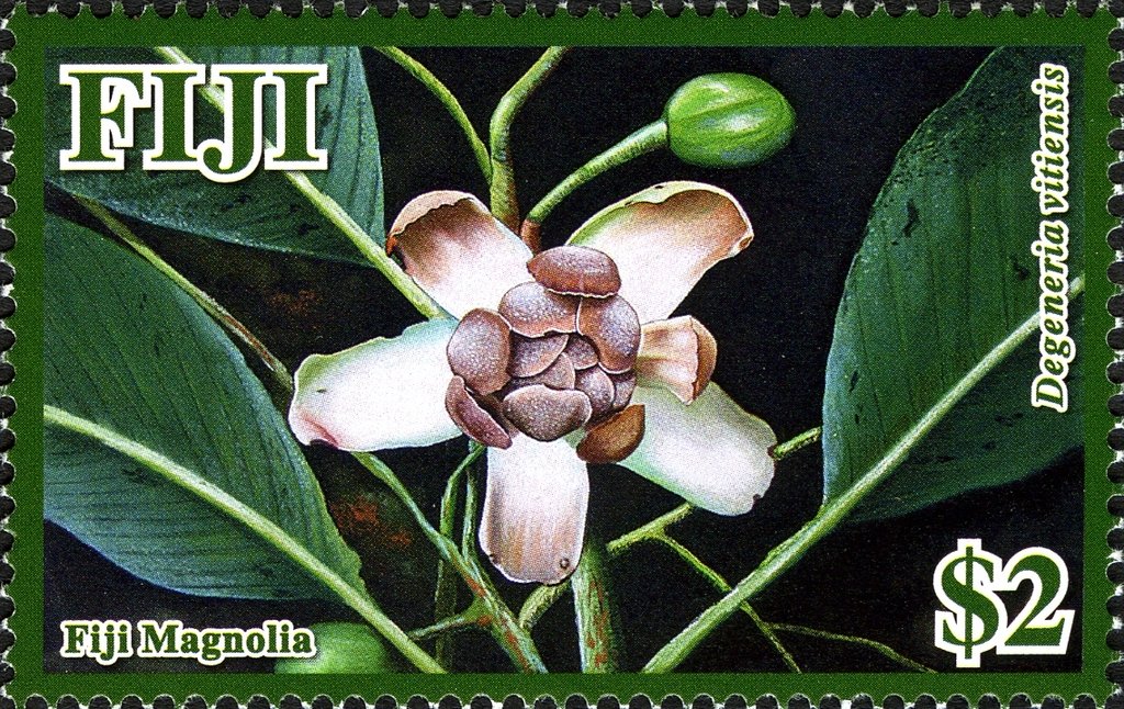 Degeneria vitiensis