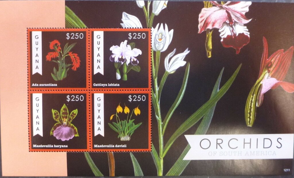 Orchids of South America