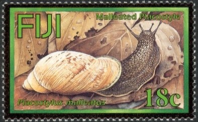 Flax Snail (Placostylus malleatus) 