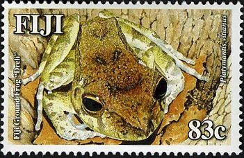 Fiji Ground Frog (Platymantis vitianis)